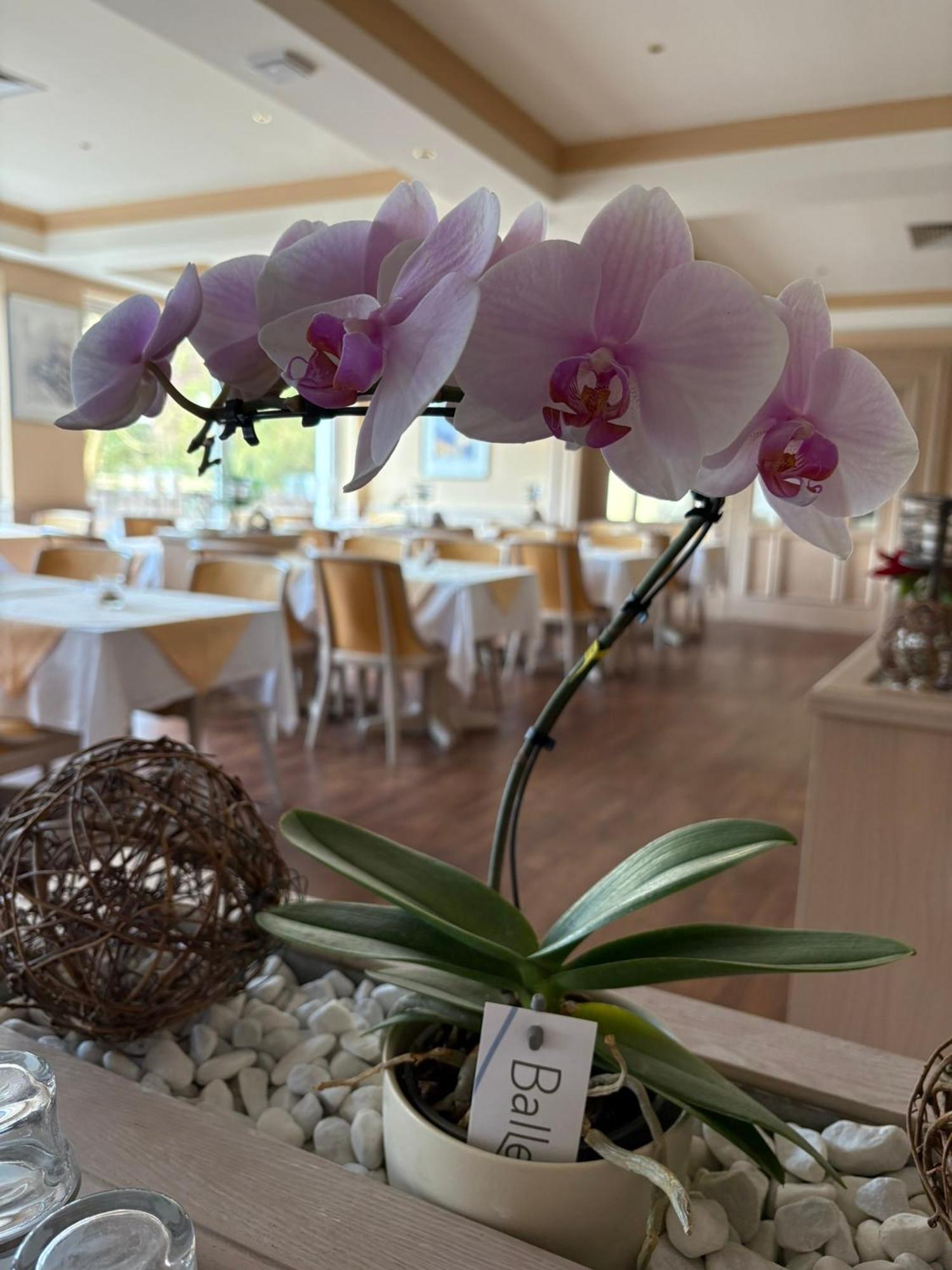 Hotel Kieferneck Bad Bevensen Eksteriør bilde